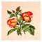 BFC1776 Love and Friendship Roses