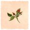 BFC1776 Love and Friendship Roses