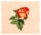 BFC1776 Love and Friendship Roses