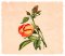 BFC1776 Love and Friendship Roses