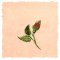 BFC1776 Love and Friendship Roses