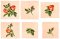 BFC1776 Love and Friendship Roses