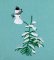 BFC1777 A Polar Bear Christmas
