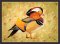 BFC1778 Large Mandarin Duck