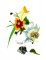 BFC1780 Large Bouquet featuring an Aztec Lily