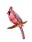 BFC1784 Sheer Cardinals