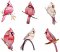 BFC1784 Sheer Cardinals