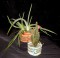 BFC0178 Lace Bowls - Southwest Baskets