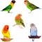 Five Lovebirds