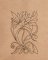BFC1816 Art Nouveau Quilting Elements