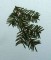 BFC0182  Winter Greenery