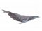 BFC1857 Scenic Whales