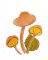 BFC1867 Mushrooms with a Touch of Fall
