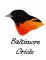 BFC1868 Backyard Bird Portraits