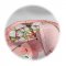 BFC1908 Art Nouveau Stained Glass Placemats