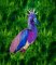 BFC1929 Large Tricolored Heron