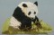 BFC0194 Pandas of the Orient