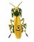 RMG196 African Mantis