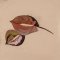 BFC1965 Boho Flowers and Leaves