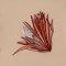 BFC1965 Boho Flowers and Leaves