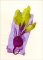 BFC1971 Kitchen Series - Veggies