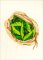BFC1971 Kitchen Series - Veggies