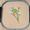 BFC1988 White Satin Roses