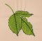 3 Leaves