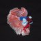 BFC2019 Siamese Fighting Fish