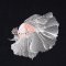 BFC2019 Siamese Fighting Fish