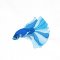 BFC2019 Siamese Fighting Fish