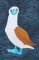 BFC31983  Blue Footed Booby