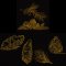 BFC2039 Golden Pinecones