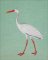 BFC2044 Equatorial Guinea Birds and Grasses