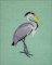 BFC2044 Equatorial Guinea Birds and Grasses