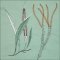 BFC2044 Equatorial Guinea Birds and Grasses