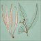 BFC2044 Equatorial Guinea Birds and Grasses