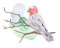 BFC2074 Birds of Australia