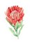 BFC2077 Flowers of Australia