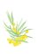 BFC2077 Flowers of Australia