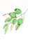 BFC2077 Flowers of Australia