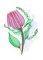 BFC2077 Flowers of Australia