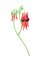 BFC2077 Flowers of Australia