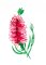 BFC2077 Flowers of Australia