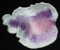 BFC0208 Lace Sculpture - Cattleya Orchid