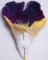 BFC0208 Lace Sculpture - Cattleya Orchid