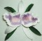 BFC0208 Lace Sculpture - Cattleya Orchid