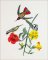 BFC2089 Vintage Hummingbirds with Flowers