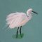 BFC2094 Snowy Egret