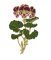 RMG2097  Pelargonium Auguste Miellez